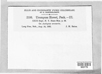 Uromyces howei image